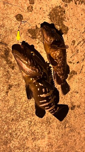 クエの釣果