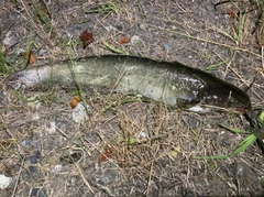 ナマズの釣果