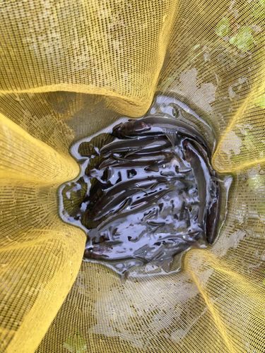 アユの釣果
