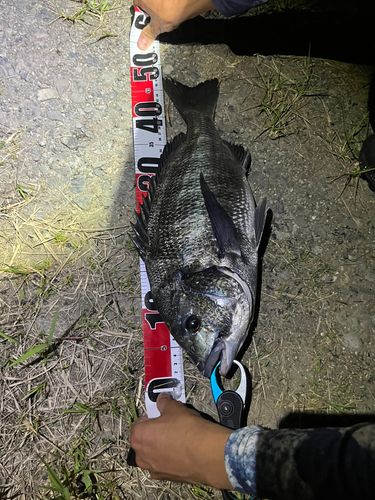 チヌの釣果