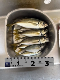 アジの釣果