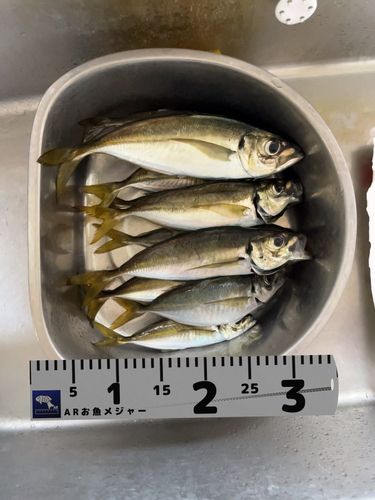 アジの釣果