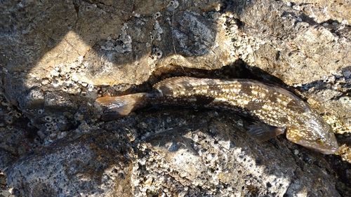 アイナメの釣果