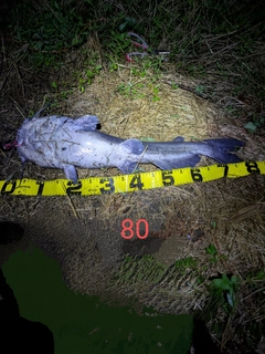アメリカナマズの釣果