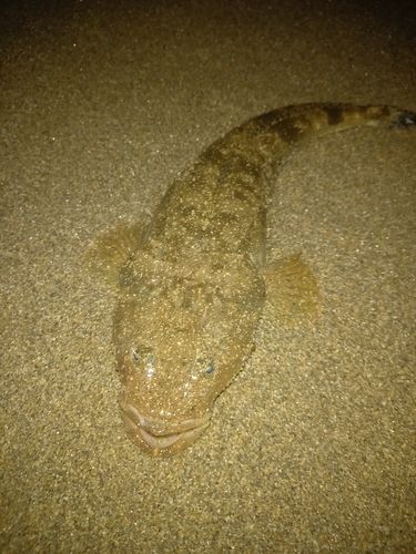 マゴチの釣果