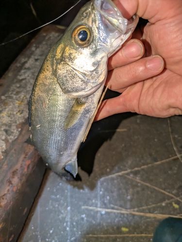 セイゴ（マルスズキ）の釣果