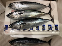ソウダガツオの釣果