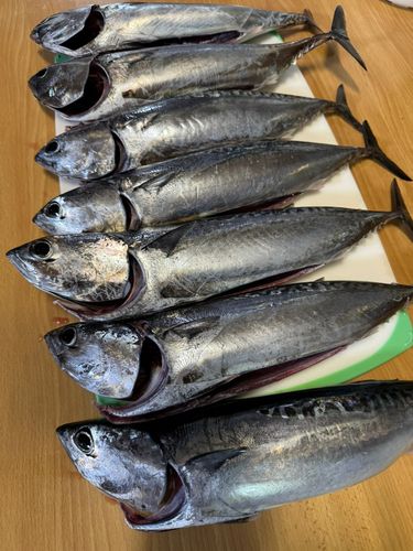 ソウダガツオの釣果