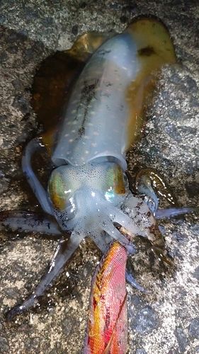 アオリイカの釣果