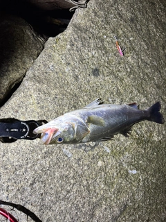 スズキの釣果