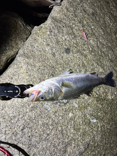 スズキの釣果