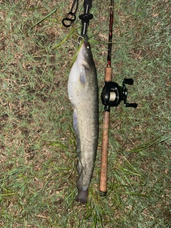 ナマズの釣果