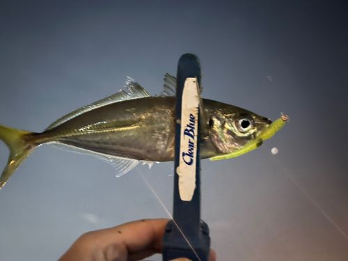 マアジの釣果