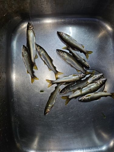 アユの釣果