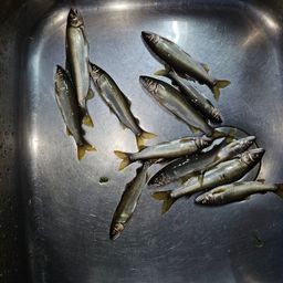 アユ