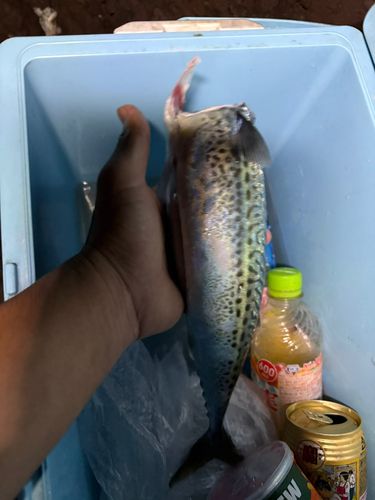 ヘダイの釣果