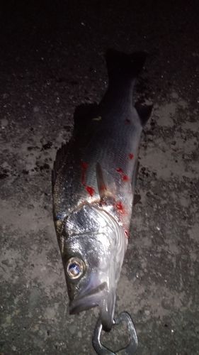 セイゴ（ヒラスズキ）の釣果