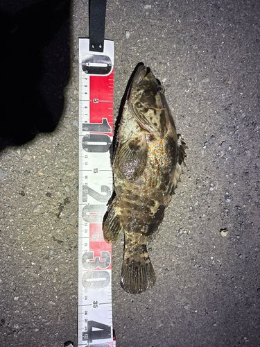 チャイロマルハタの釣果