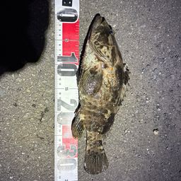 チャイロマルハタ