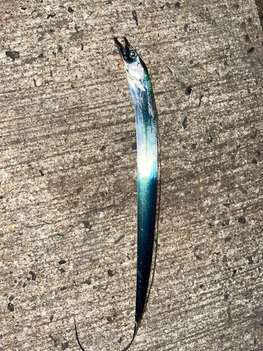 タチウオの釣果