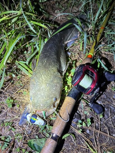 ナマズの釣果