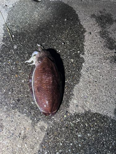 コウイカの釣果