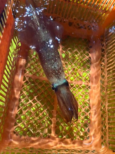 ケンサキイカの釣果