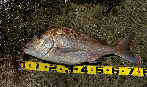 タイの釣果
