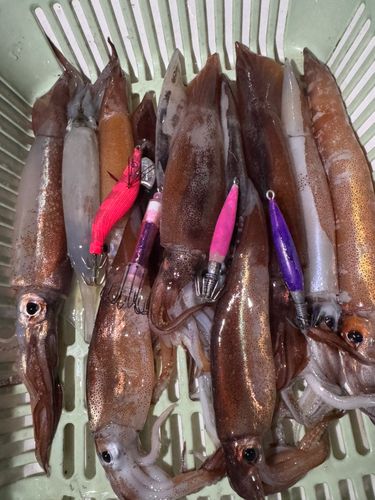 スルメイカの釣果