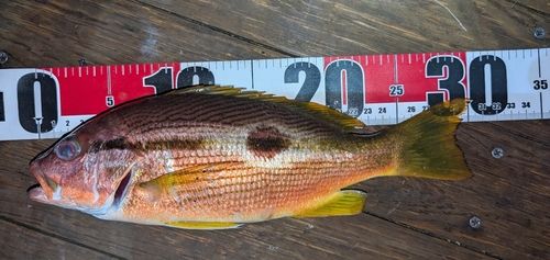 クロホシフエダイの釣果