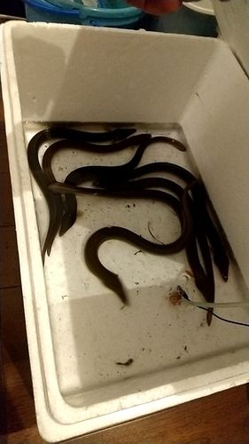 ウナギの釣果