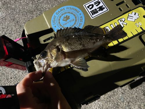 メバルの釣果