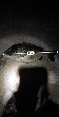 チヌの釣果