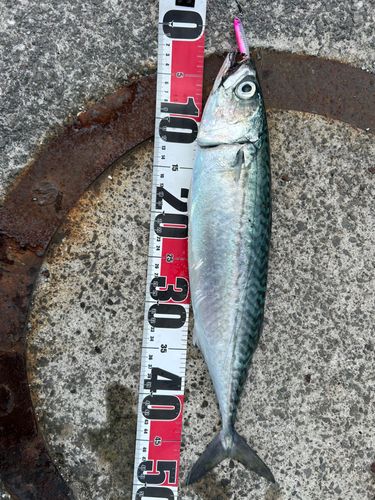 イソメ貴族 さんの 2025年08月01日のブリの釣り・釣果情報