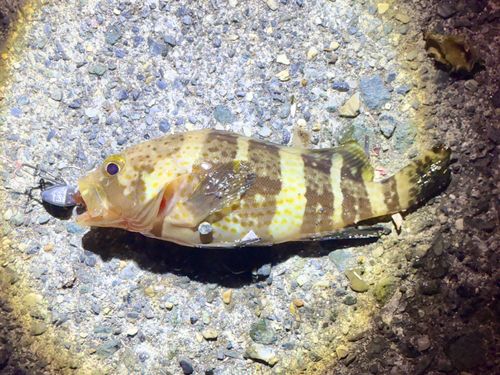 アオハタの釣果