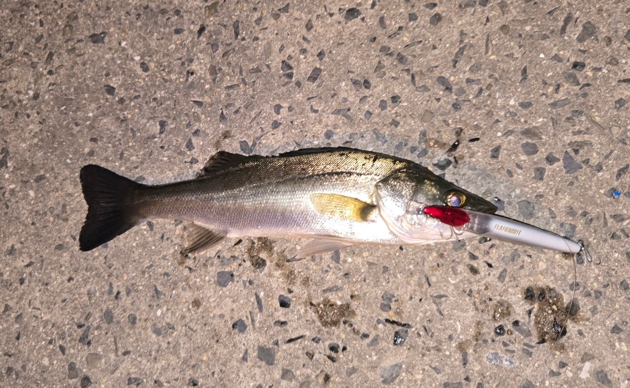 セイゴ（マルスズキ）