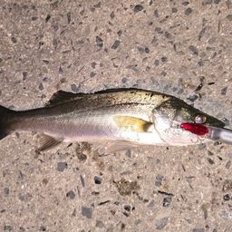 セイゴ（マルスズキ）