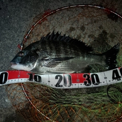 チヌの釣果
