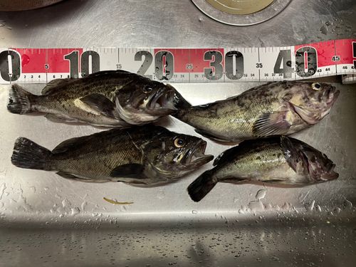 ソイの釣果