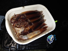イカの釣果