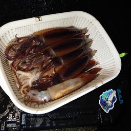 イカ