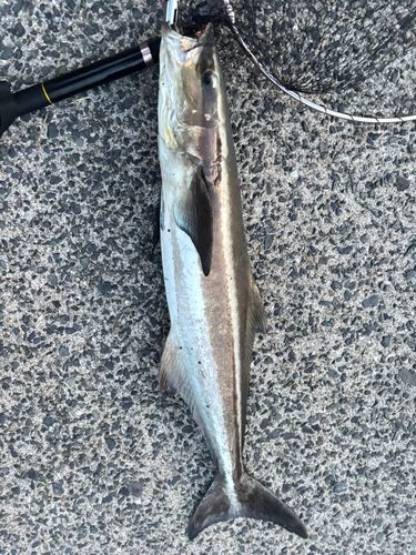 スギの釣果