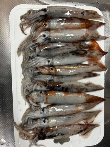 スルメイカの釣果