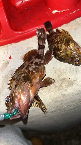 ガシラの釣果