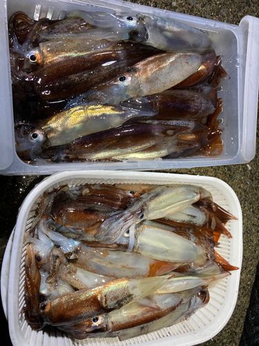 スルメイカの釣果