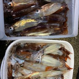 スルメイカ