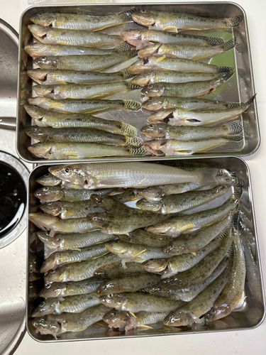 ハゼの釣果