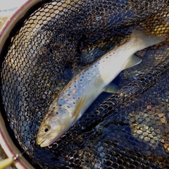 ブラウントラウトの釣果