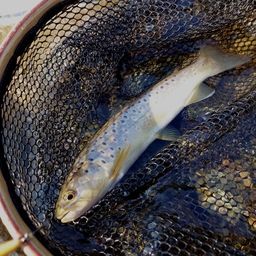 ブラウントラウト