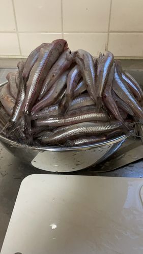 ニギスの釣果